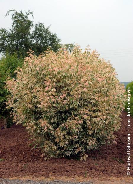 © Hortival Diffusion - Tous droits réservés