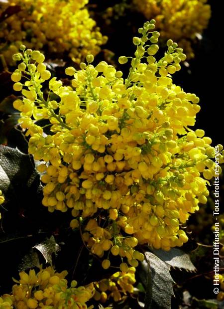 © Hortival Diffusion - Tous droits réservés