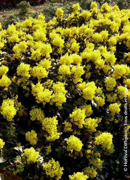 © Hortival Diffusion - Tous droits réservés