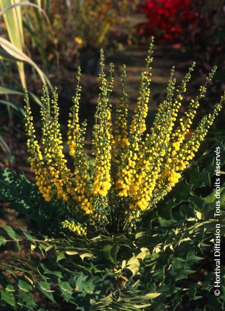 © Hortival Diffusion - Tous droits réservés