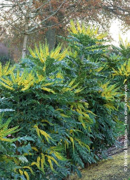 © Hortival Diffusion - Tous droits réservés