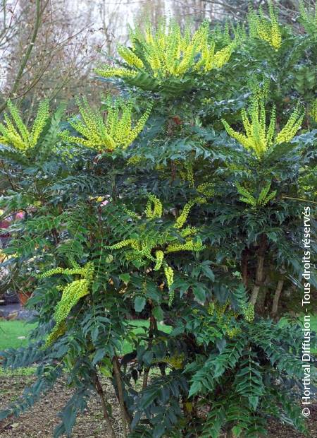 © Hortival Diffusion - Tous droits réservés