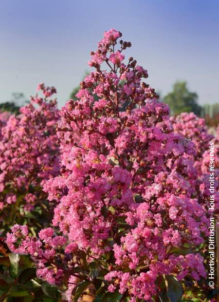 © Hortival Diffusion - Tous droits réservés