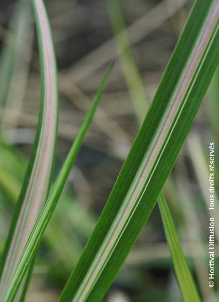 © Hortival Diffusion - Tous droits réservés