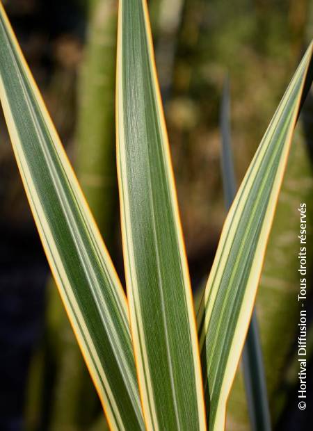 © Hortival Diffusion - Tous droits réservés