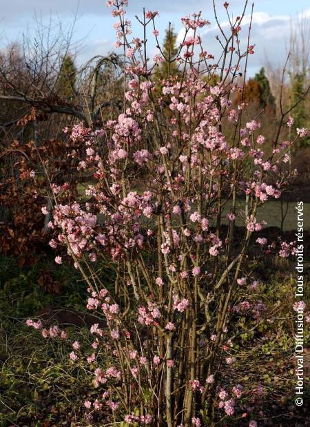 © Hortival Diffusion - Tous droits réservés