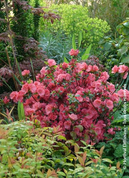 © Hortival Diffusion - Tous droits réservés