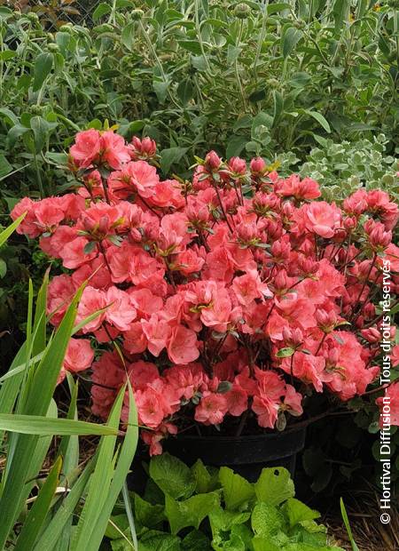 © Hortival Diffusion - Tous droits réservés