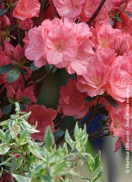© Hortival Diffusion - Tous droits réservés