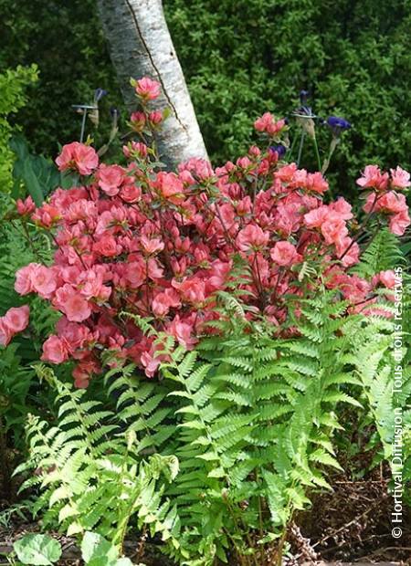 © Hortival Diffusion - Tous droits réservés