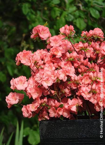 © Hortival Diffusion - Tous droits réservés