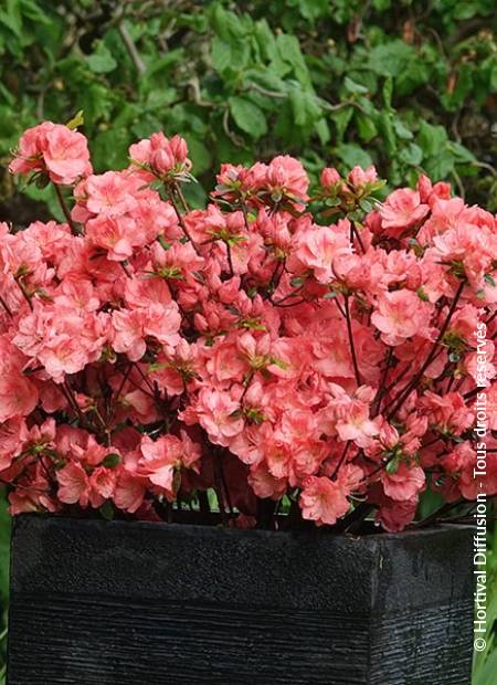 © Hortival Diffusion - Tous droits réservés