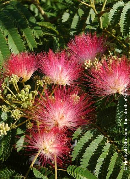 © Hortival Diffusion - Tous droits réservés