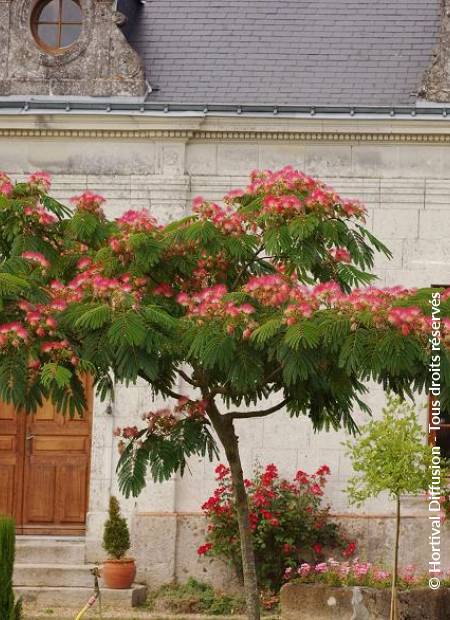 © Hortival Diffusion - Tous droits réservés