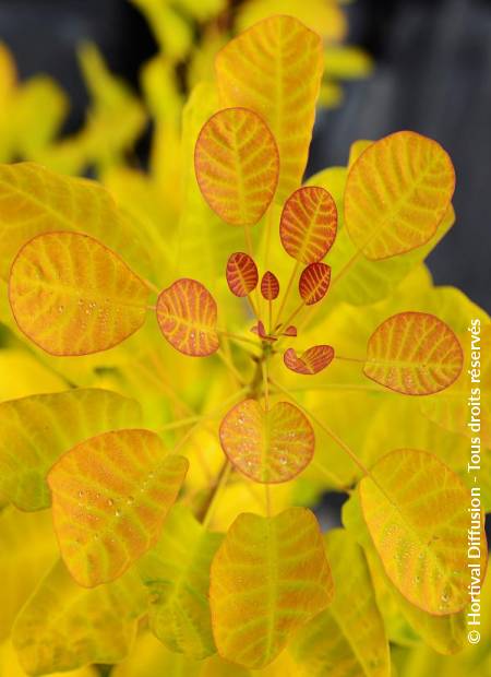 © Hortival Diffusion - Tous droits réservés