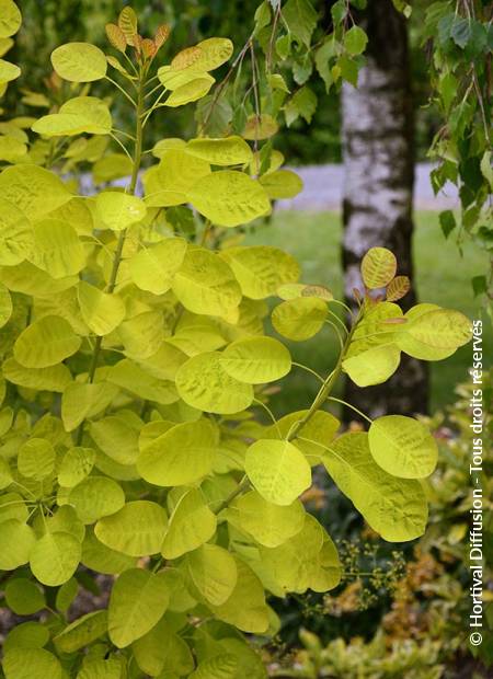 © Hortival Diffusion - Tous droits réservés