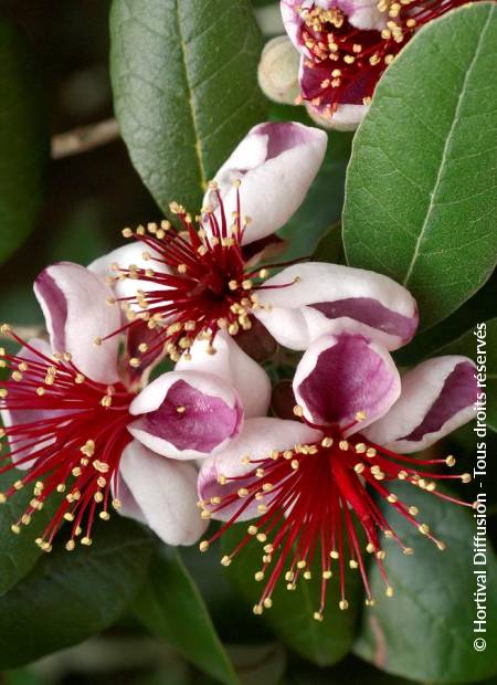 © Hortival Diffusion - Tous droits réservés