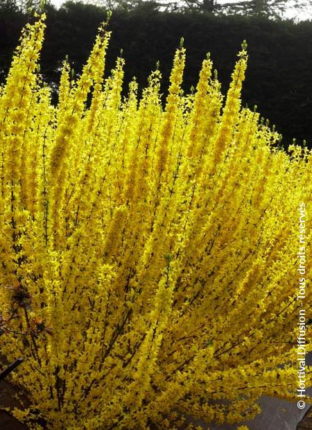 © Hortival Diffusion - Tous droits réservés