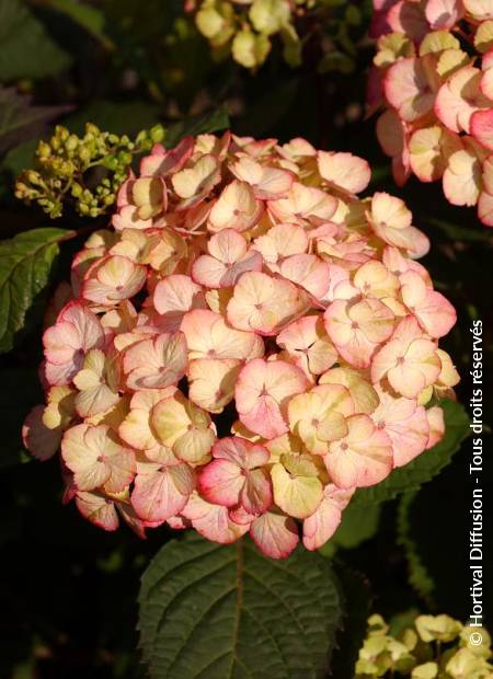 © Hortival Diffusion - Tous droits réservés