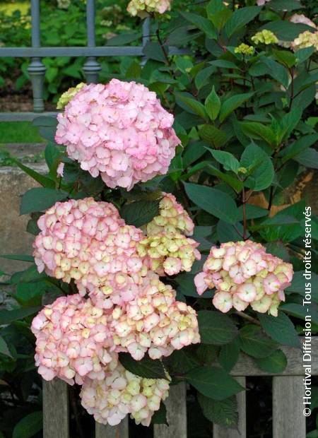 © Hortival Diffusion - Tous droits réservés