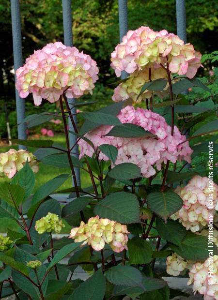 © Hortival Diffusion - Tous droits réservés