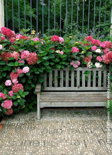 HYDRANGEA macrophylla PREZIOSA Drupal
