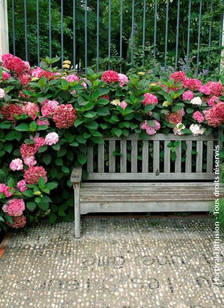 © Hortival Diffusion - Tous droits réservés