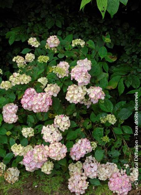 © Hortival Diffusion - Tous droits réservés