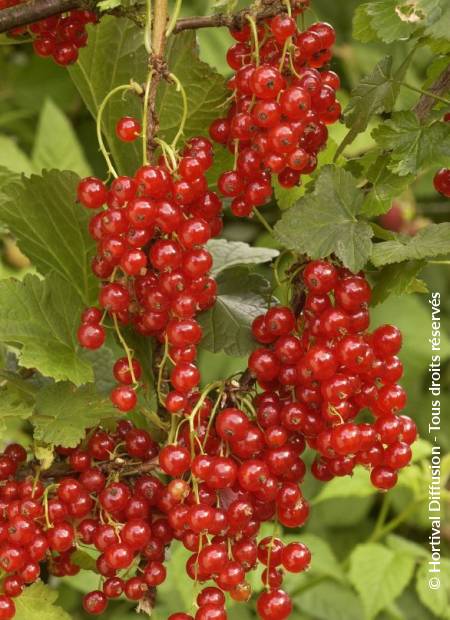 © Hortival Diffusion - Tous droits réservés