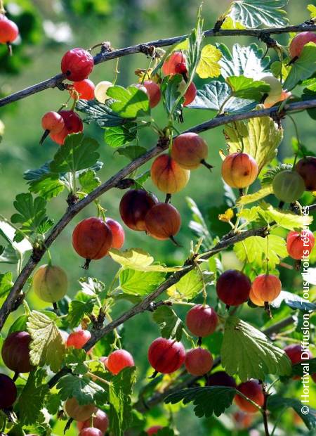 © Hortival Diffusion - Tous droits réservés