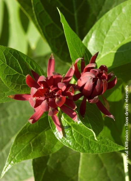 © Hortival Diffusion - Tous droits réservés