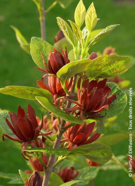 © Hortival Diffusion - Tous droits réservés