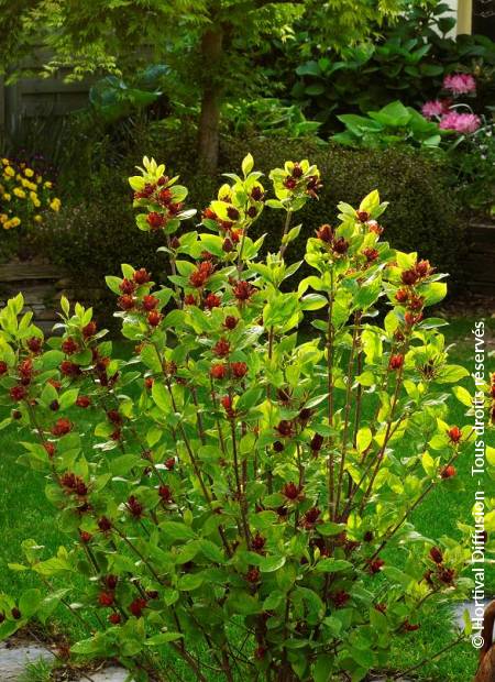 © Hortival Diffusion - Tous droits réservés