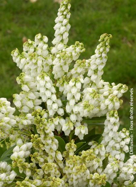 © Hortival Diffusion - Tous droits réservés