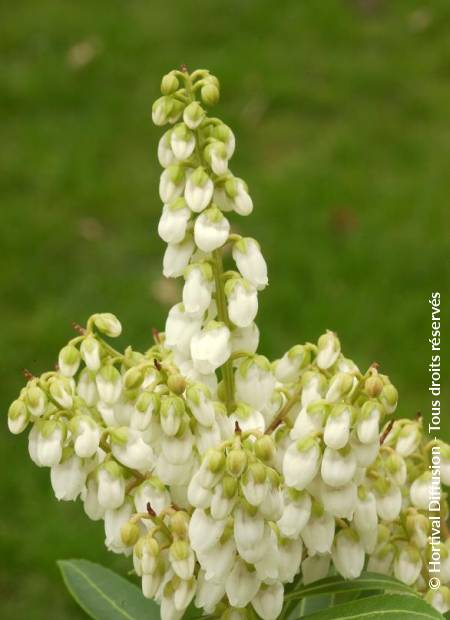 © Hortival Diffusion - Tous droits réservés