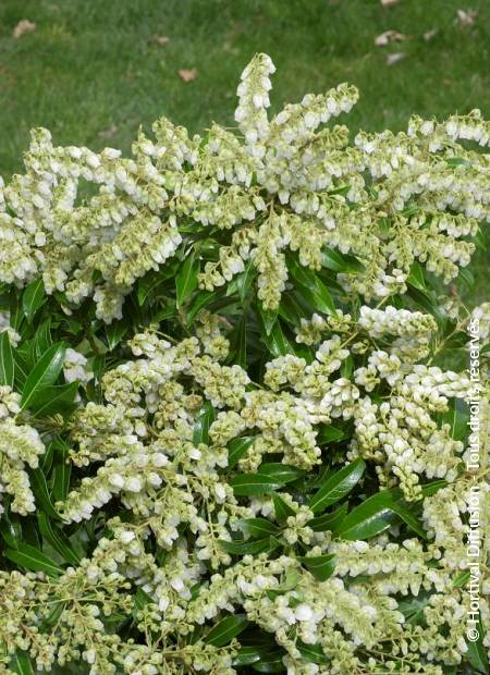 © Hortival Diffusion - Tous droits réservés