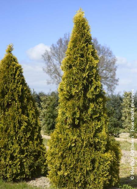 © Hortival Diffusion - Tous droits réservés