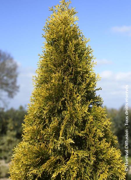 © Hortival Diffusion - Tous droits réservés