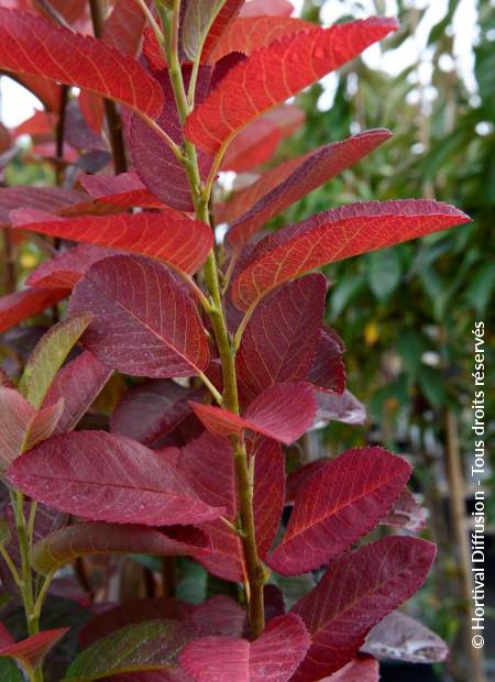 © Hortival Diffusion - Tous droits réservés