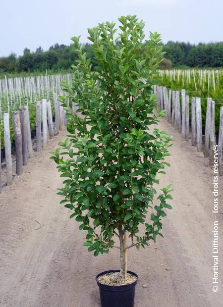 © Hortival Diffusion - Tous droits réservés