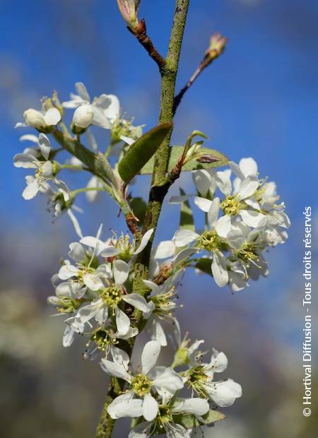 © Hortival Diffusion - Tous droits réservés