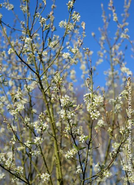 © Hortival Diffusion - Tous droits réservés