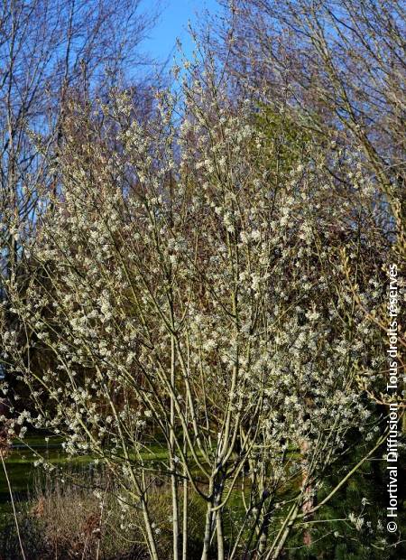 © Hortival Diffusion - Tous droits réservés