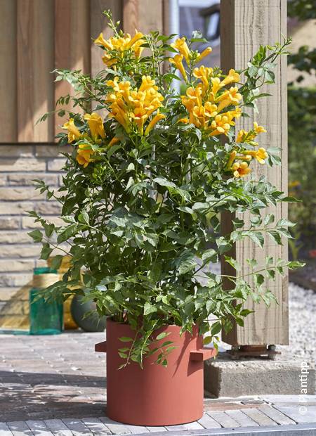 © Plantipp