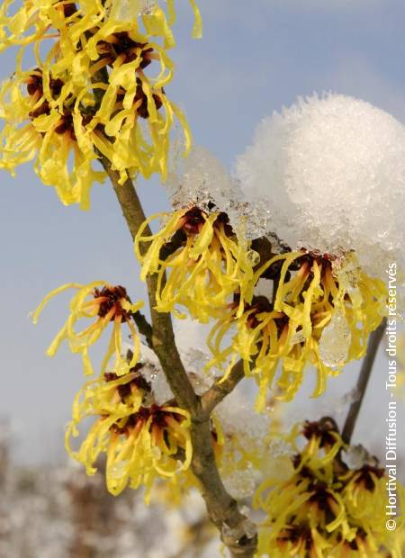 © Hortival Diffusion - Tous droits réservés