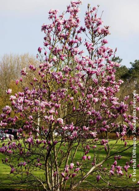 © Hortival Diffusion - Tous droits réservés