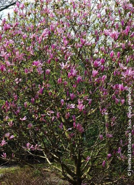 © Hortival Diffusion - Tous droits réservés