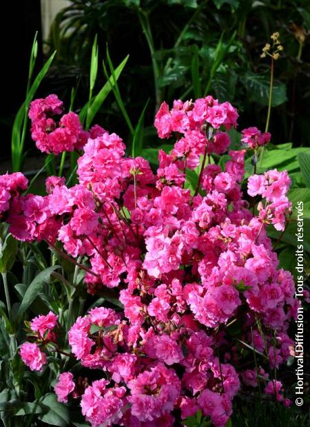 © Hortival Diffusion - Tous droits réservés