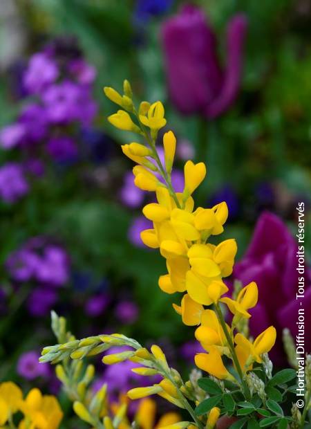 © Hortival Diffusion - Tous droits réservés