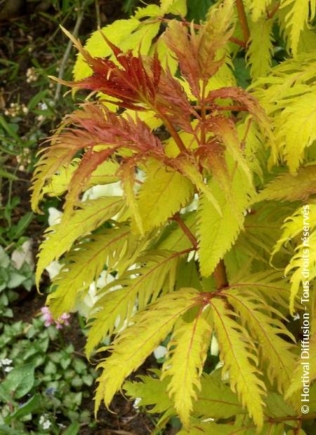 © Hortival Diffusion - Tous droits réservés